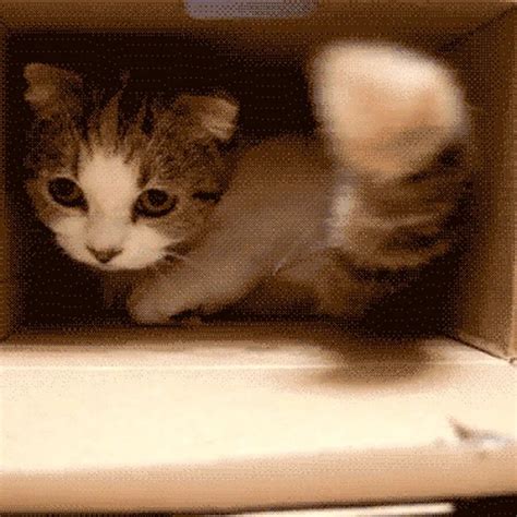 Картинки кошек гифки