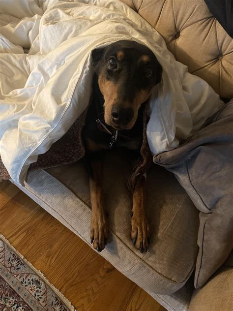 Lost her suddenly last night. Learn dog cpr. Dobermans are prone to