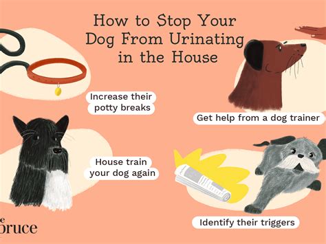 how to keep your dog from urinating in the house