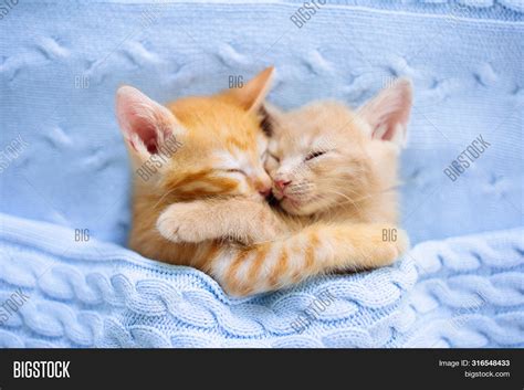 Cute Baby Kittens Sleeping