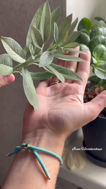 Веточка шалфея ручной работы из фоамирана🌿🔥Такое растение вы тоже ...