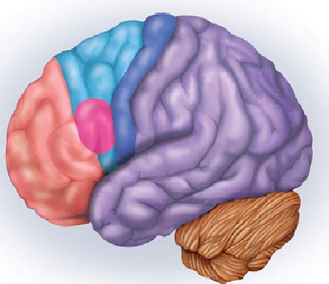 brain primarys diagram quizlet