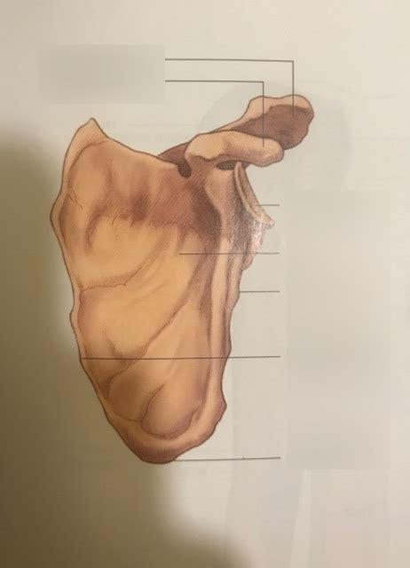 left scapular anterior view flashcards quizlet