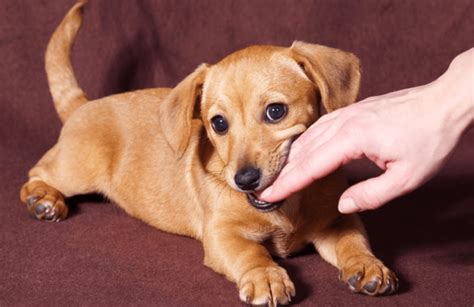 Sonhar Com Cachorro Mordendo A Mão Direita