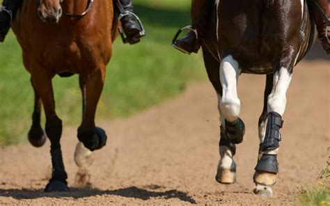equestrian activities langham hall estate