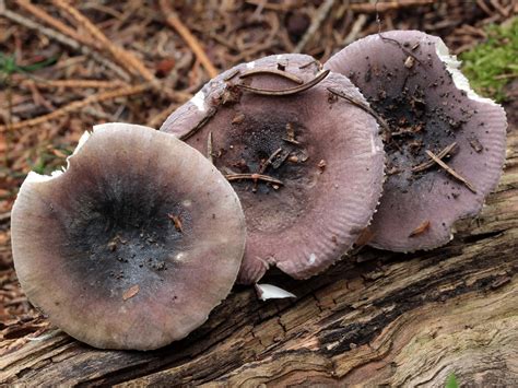Russula azurea - holubinka azurová - myko.cz