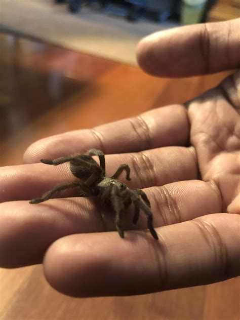 A western desert tarantula?(Aphonopelma chalcode) found in West Texas