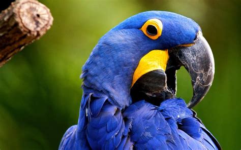 Blue macaw bird wallpaper | animals | Wallpaper Better