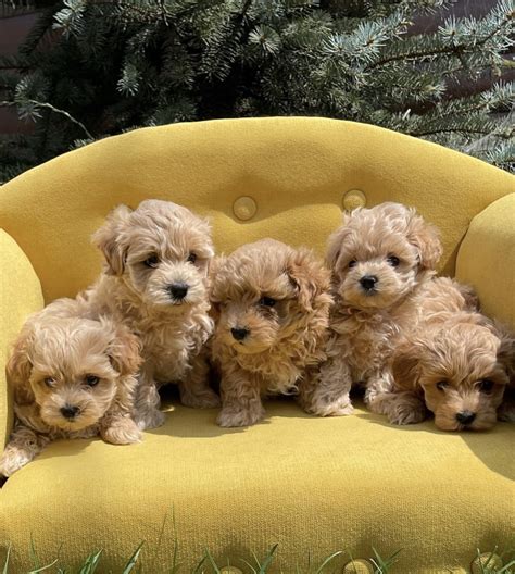 Adopt Toy Maltipoo - Adopt Dogs & Cats on PuppiesNation