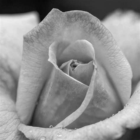 Macro Photography – Interpretations