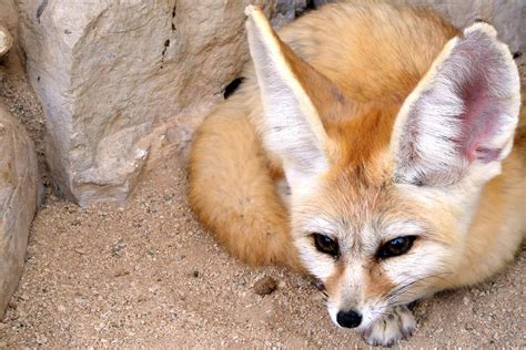 Fennec Fox Habitat
