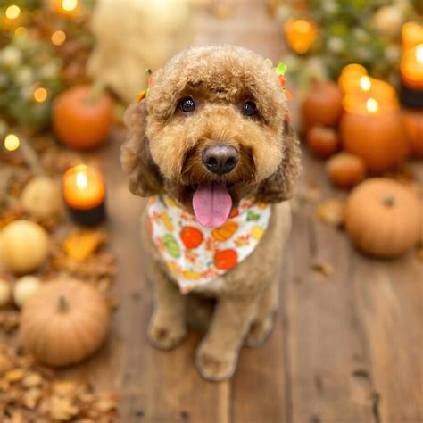 New foster programs will soon help corgis for adoption near me 3