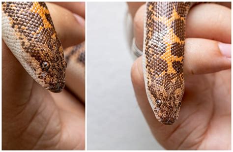 Hysterics over Snake That Looks like a 'Child's Best Effort at Drawing'