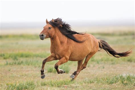 My Mongolia