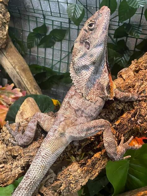 full grown frilled dragon
