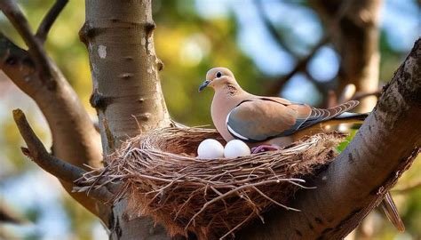 How Long Do Mourning Doves Nest: A Complete Guide