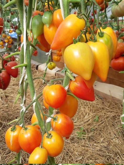 Томат Похвала Марины: описание сорта, ОТЗЫВЫ (6), фото | tomatland.ru
