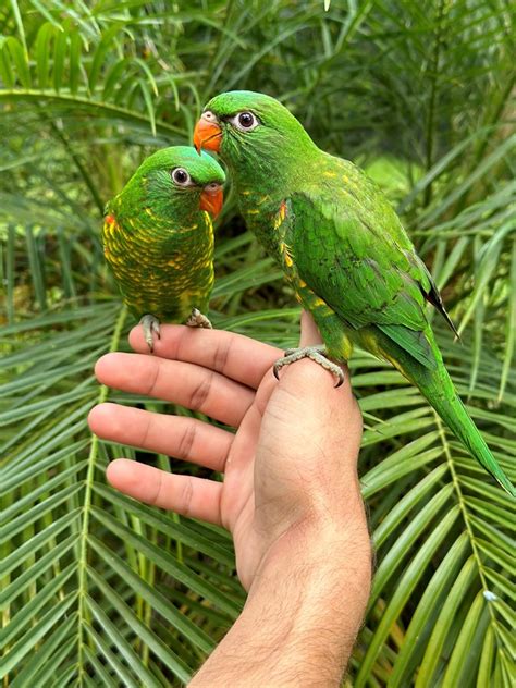 Scaly-Breasted Lorikeet #206764 for sale in Miami, FL