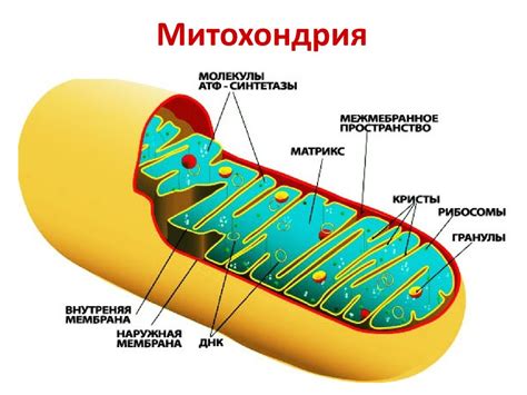 Биологическое окисление - презентация онлайн