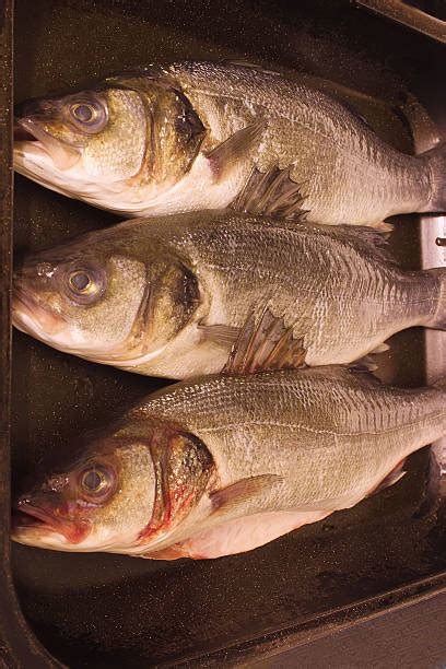 fish eye lens animal bass sea stock  pictures royalty