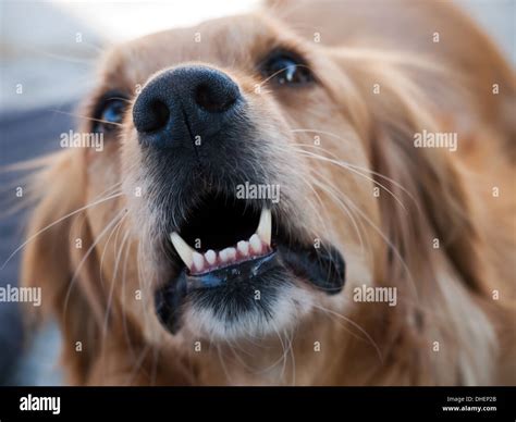 angry golden retriever meme Retriever golden angry - UpdateBanget.id