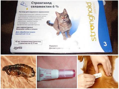 Капли Стронгхолд для кошек и собак – инструкция по применению, отзывы