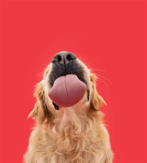 thousand animal lick royalty  images stock  pictures