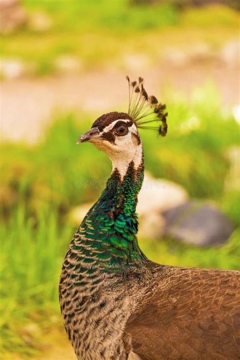 Beautiful Bird Peacock Female Outdoors Stock Photo - Image of life ...