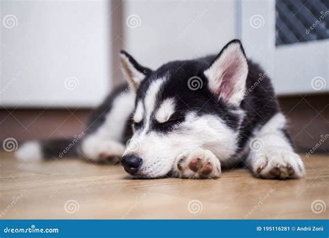 Siberian Husky Puppy Sleeping on the Floor. Cute Husky Puppy Sleep ...