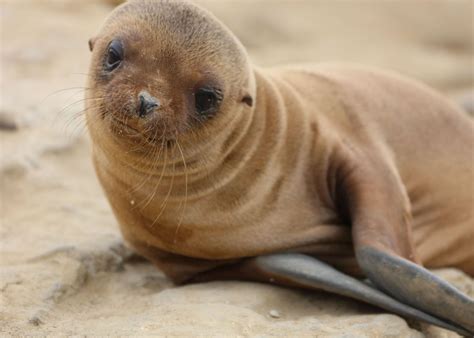 'Praying sea lion' Poster, picture, metal print, paint by Melanie ...