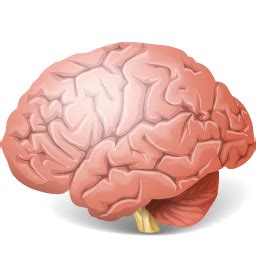 brain icon