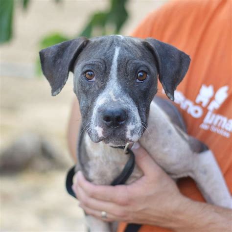 Fresno Humane Lost / Found Pets | Fresno CA