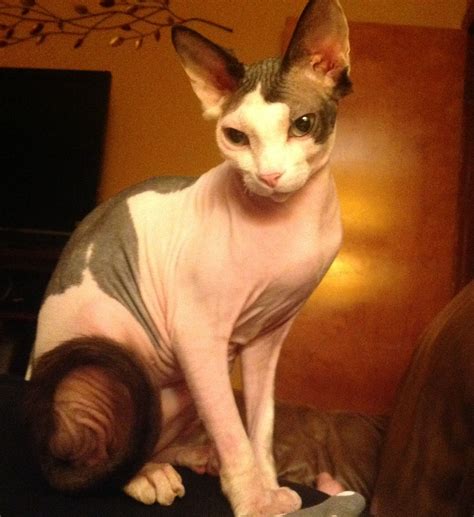 Miss Livy, My Adorable Hairless Sphynx Cat