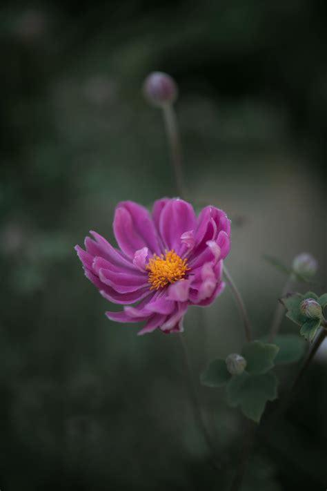 Japanese+Big+Boob+Bikini Photos, Download The BEST Free Japanese+Big