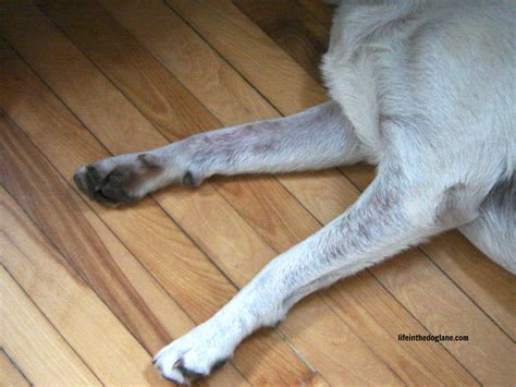 Dog Won T Stop Itching Legs at Jesse Jonsson blog