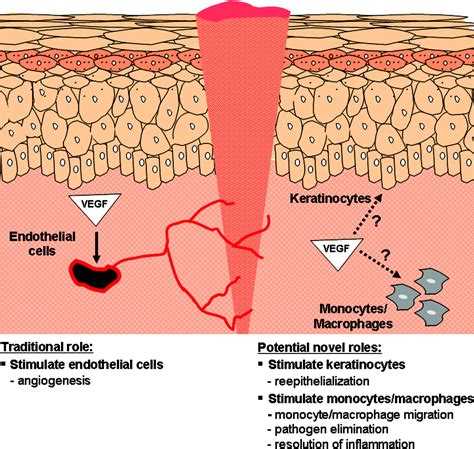 Vascular Endothelial Growth Factor and Angiogenesis in the Regulation ...