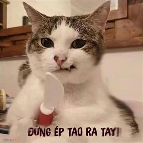 Tổng hợp meme chó, mèo hài hước để gửi bạn bè