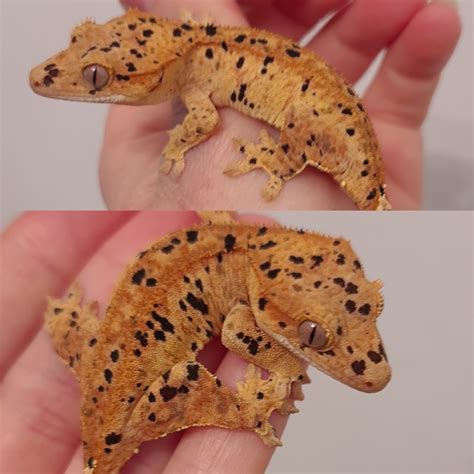 Orange Patterning - Crested Gecko Traits - Morphpedia