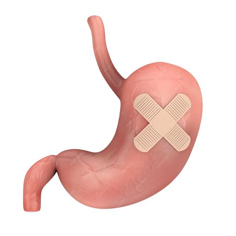 Premium Photo | Human stomach anatomy internal organ with medical