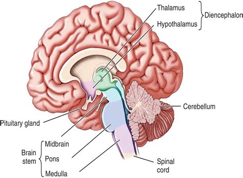 Diencephalon diagram Diagram | Quizlet