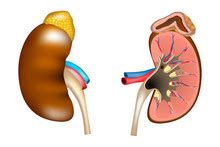 Adrenal Glands Diagram Illustration Free Stock Photo - Public Domain Pictures