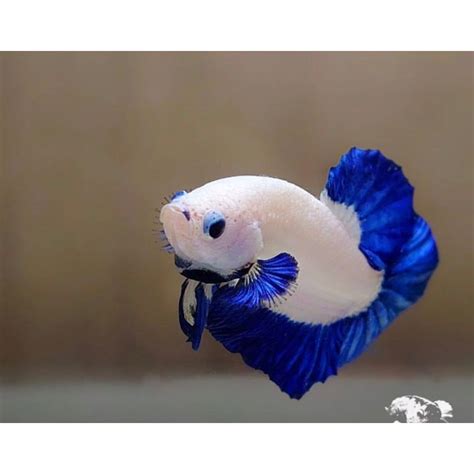 jual bluerim warna cerah body bersih rim biru shopee indonesia