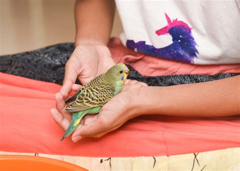 budgerigars