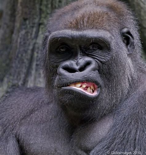 A Gorilla Snarl | Animals, Funny animals, Funny animal pictures