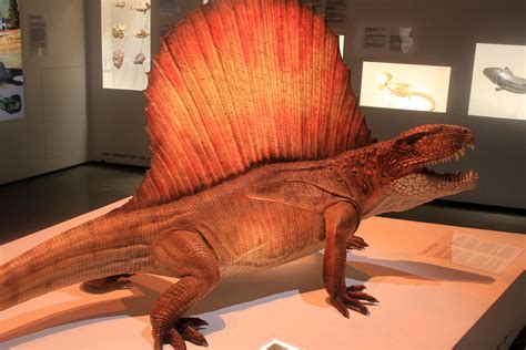 Dimetrodon Fossils Prehistoric Animals All Dinosaurs - vrogue.co