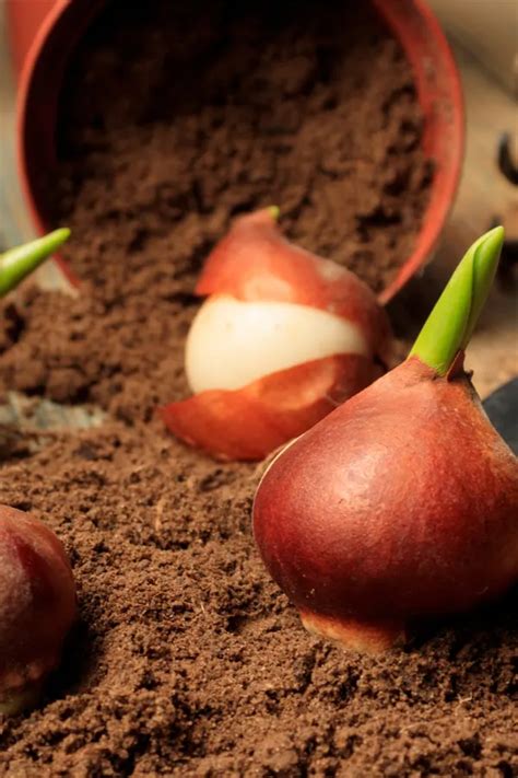 plant tulips   spring      bloom  year