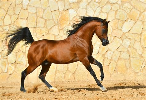 Arabian Horse