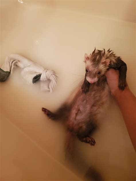 best ferret shaking naturally 4