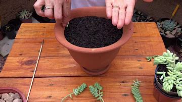 Planta Dedo De Anjo - Como cultivar dedo de anjo?