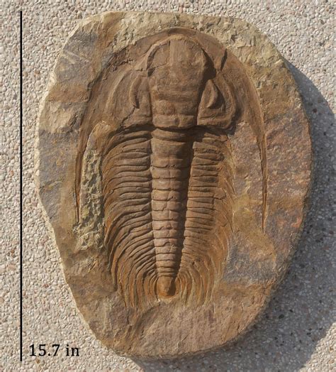 types  trilobites identifying trilobite fossils artofit